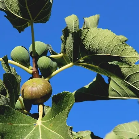 Casa Cuculo - Rustico Mit Traumhaftem Meerblick Holiday home *