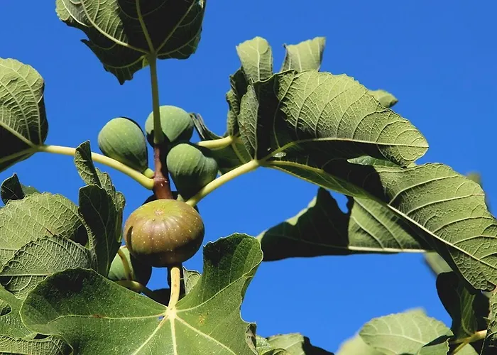 Casa Cuculo - Rustico Mit Traumhaftem Meerblick Casa de Férias *